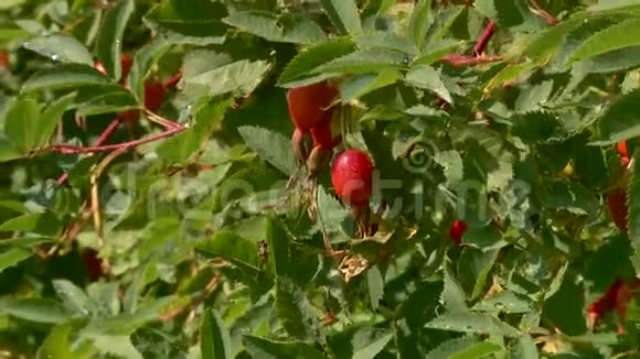 夏天森林里的野生玫瑰浆果视频的预览图