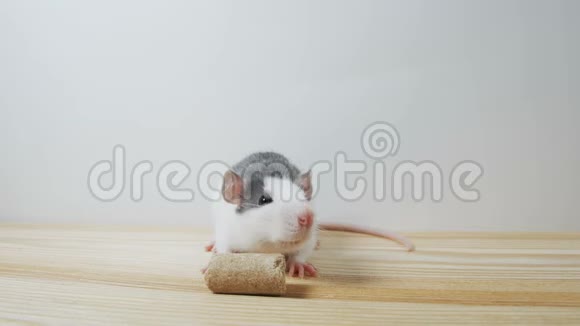 可爱的黑白装饰老鼠站在后腿隔离在白色背景视频的预览图