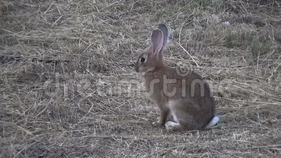兔子在田野里视频的预览图