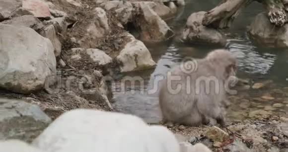 日本的雪猴从溪流或池塘旁的沙中采种和采粮视频的预览图