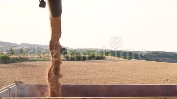 联合收割机将谷物装入卡车拖车在田间收获后将麦粒倒入拖拉机拖车中视频的预览图