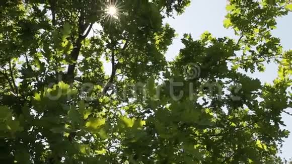 太阳穿过橡树的叶子视频的预览图