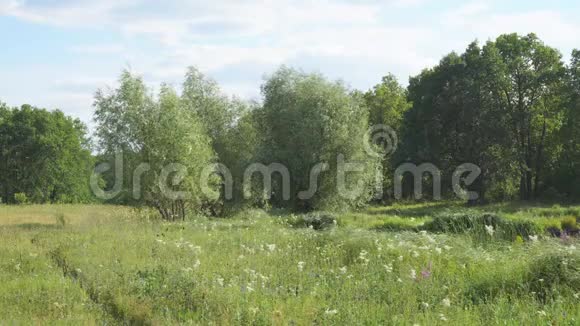 森林前开白花的绿色草地视频的预览图