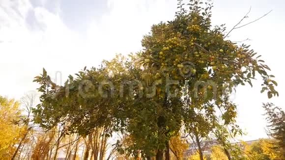 秋天公园背景上的苹果树阳光明媚动作缓慢美丽视频的预览图