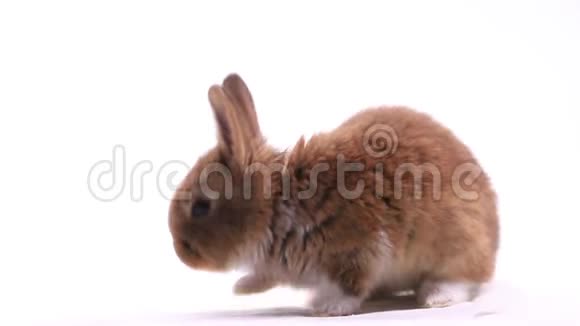 白色背景下的红兔白爪视频的预览图