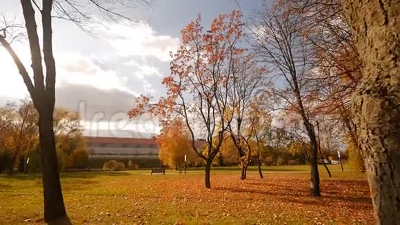 美丽的秋天公园金色的树叶阳光明媚的日子缓慢的摩尔风景视频的预览图
