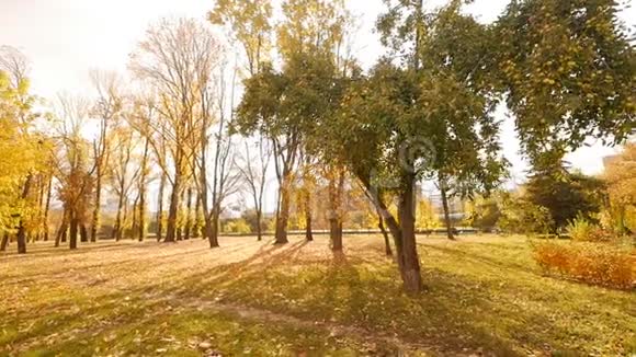 美丽的秋天公园金色的树在阳光的背景下缓慢的运动自然的视频的预览图