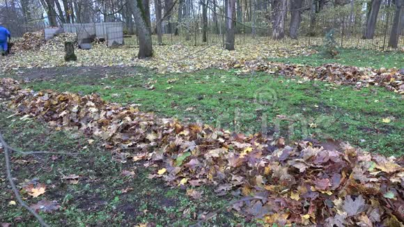 秋天干燥的枫叶在花园院子里扫成了一堆4K视频的预览图