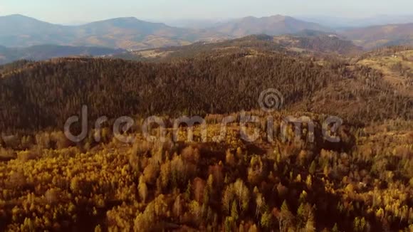 空中无人机观景图在夕阳柔和的光线下飞越山区的松树云杉和落叶乔木林视频的预览图