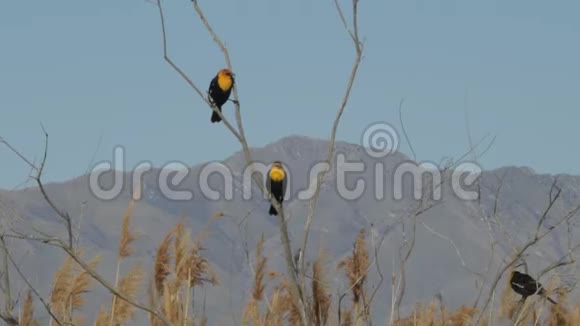 黄头黑鸟在初春呼号视频的预览图