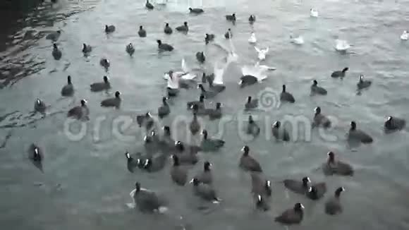 海鸥和海鸭视频的预览图