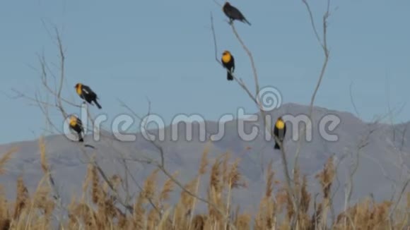黄头黑鸟在初春呼号视频的预览图