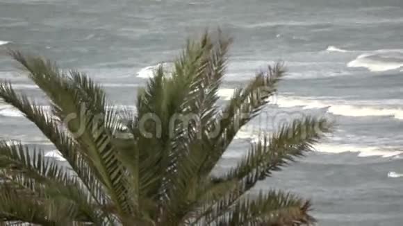 棕榈在海洋视频的预览图