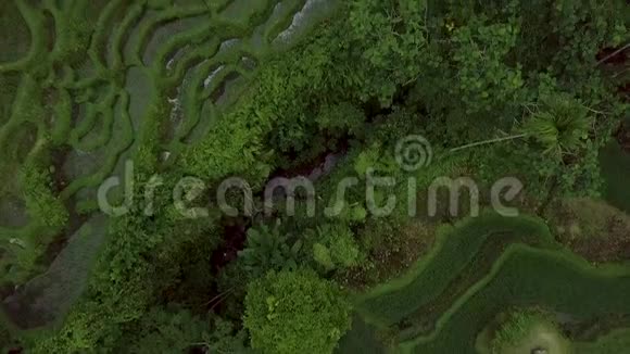 绿色梯田稻田鸟瞰图高山亚村的无人机飞越绿色稻田农业和视频的预览图