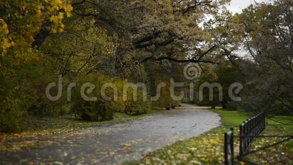 秋天公园的路上长满了落叶视频的预览图