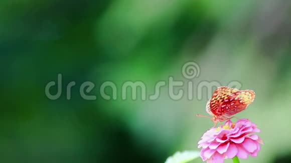 大花贝母蝴蝶在粉红色的zinnia花上右下角清洁的绿色背景视频的预览图