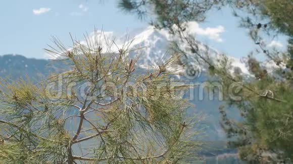 美丽的自然背景重点松树枝条与冬季雪山视频的预览图