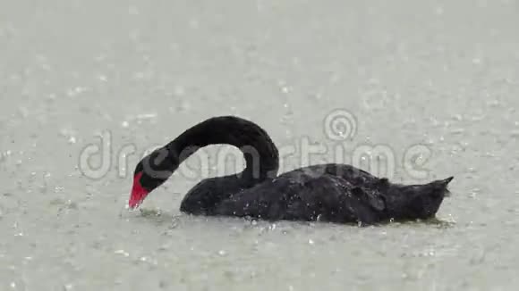 黑天鹅在大雨中在湖上游泳巨蟹座视频的预览图