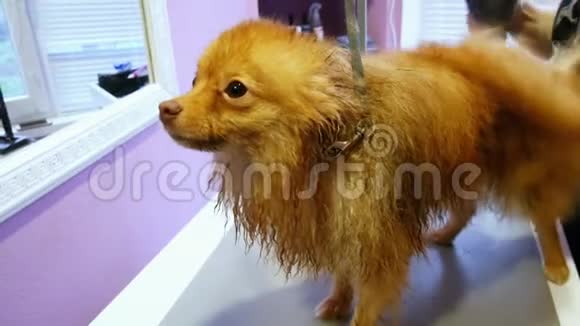 湿漉漉的狗在梳妆师的招待会上吐口水弄干羊毛视频的预览图