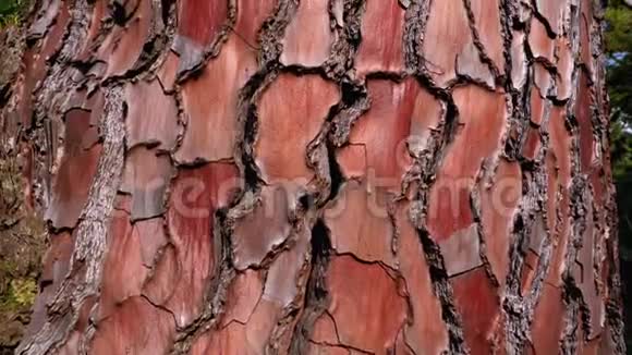 森林树干松柏的纹理皮纳斯松海滨松柏视频的预览图