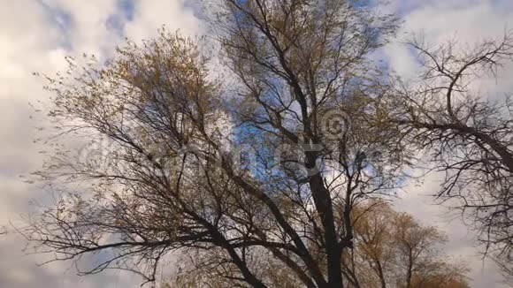 柳树在秋天蓝天的映衬下树叶飞舞穿过秋天的森林从视频的预览图