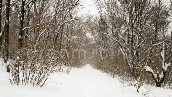 森林背景下奔跑的雪景视频的预览图