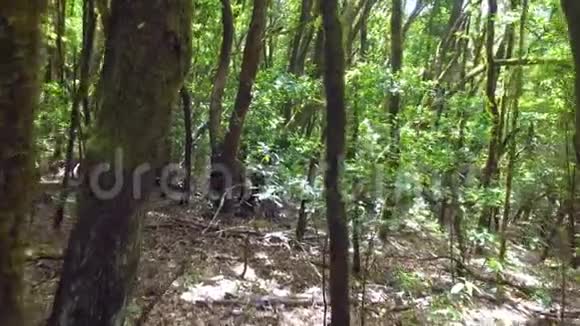 POV穿过雨林稳稳当当的镜头视频的预览图