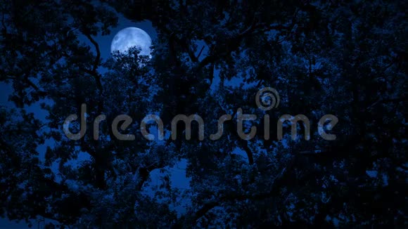 浓密树叶后的满月视频的预览图