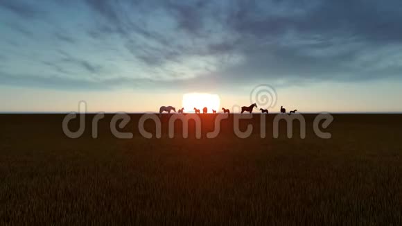 马在日落时在草地上放牧视频的预览图