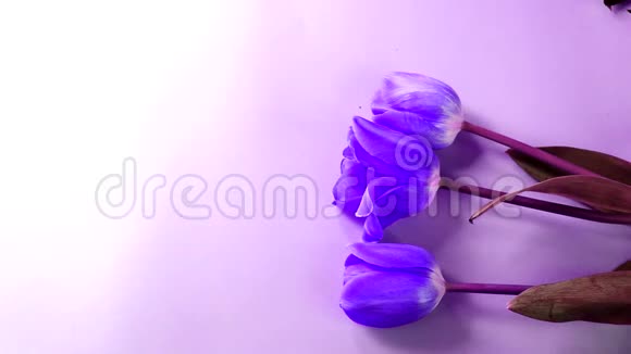 彩色艺术紫色紫丁香彩绘平躺花郁金香粉红色珊瑚无人顶部茎芽背景极简主义冬青视频的预览图
