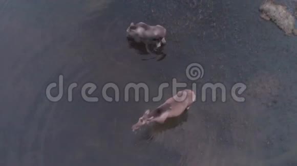 阿拉斯加惊人的驼鹿镜头视频的预览图