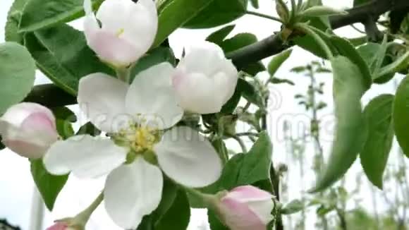 粉红色的苹果树的花在树枝上在风中摇摆视频的预览图