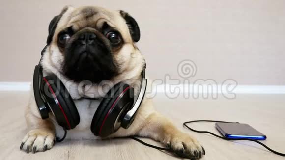 令人惊讶的麻烦的有趣的狗躺在耳机里听音乐视频的预览图