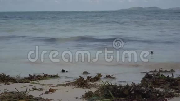 塞舌尔普拉斯林岛热带海岛豪华度假海藻躺在海边的沙滩上旅游度假视频的预览图