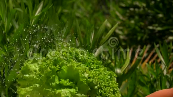 水滴在一堆湿生菜上飞舞视频的预览图