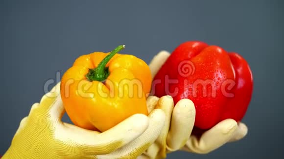 特写镜头女农民戴着手套手里拿着一双灰色背景的甜椒在工作室里营养健康视频的预览图
