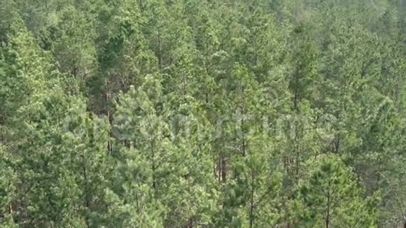 晴天鸟瞰欧洲松树森林松树图案背景保存树林视频的预览图