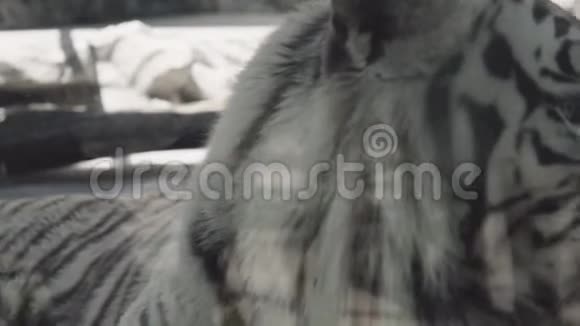 白虎躺在笼子里视频的预览图