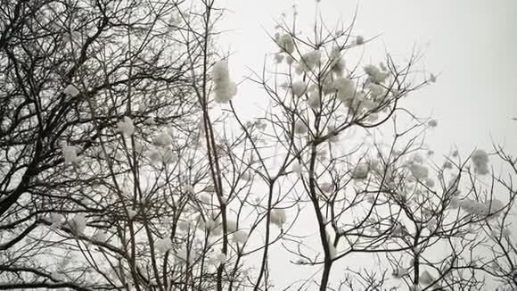 森林中灌木丛中枯萎的花朵上的雪束视频的预览图
