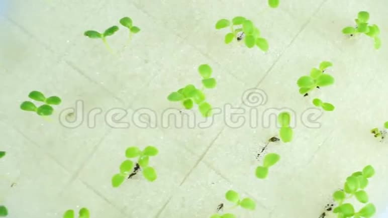 植物种子生长在泡沫片水培概念视频的预览图
