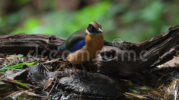 东南亚蓝翅的皮塔鸟视频的预览图
