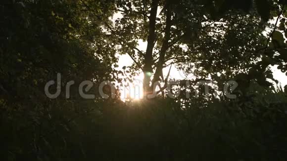 日落穿过树林视频的预览图