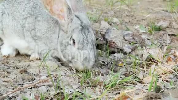 灰兔在牧场吃草视频的预览图