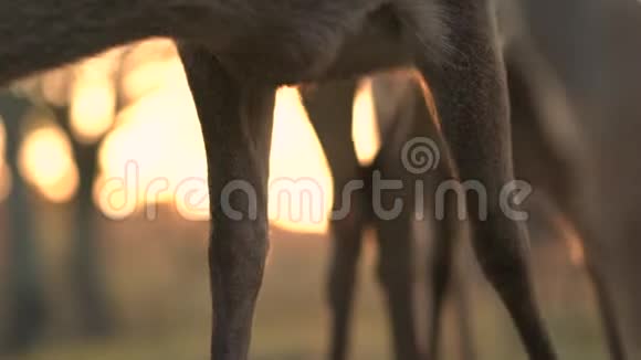 奈良鹿腿的日落耀斑视频的预览图