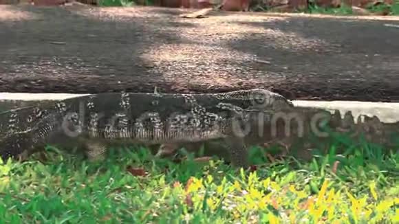 在公共公园HANDHELD的绿草上行走的水象蜥蜴视频的预览图