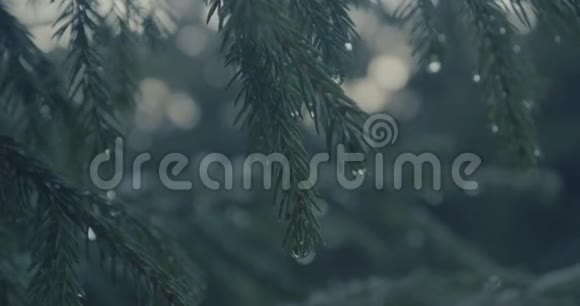喀尔巴阡山脉起伏的针叶小苞片在缓慢运动视频的预览图