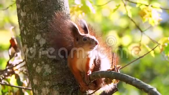 野红松鼠坐在树枝上视频的预览图