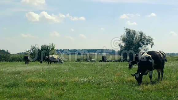 一群奶牛在草地上吃草吃着青草大农场的房子背景很远天气晴朗视频的预览图