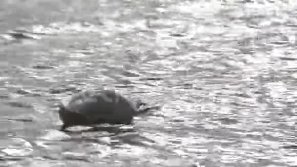 白天鹅在湖中游泳在水下寻找食物美丽的野生天鹅鸟漂浮在水面上视频的预览图