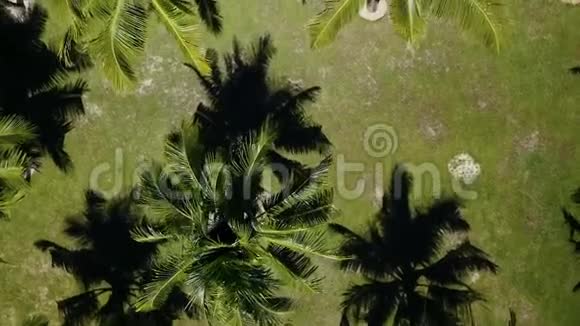 热带旅游背景下成排生长的椰子棕榈树视频的预览图